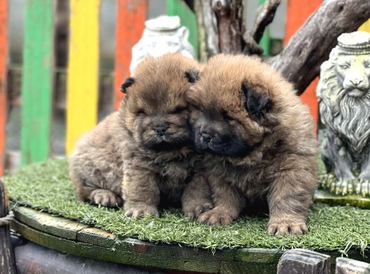 Chow Chow Üst Kalite Yavrular görsel