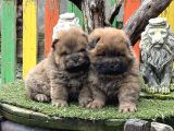 Chow Chow Üst Kalite Yavrular