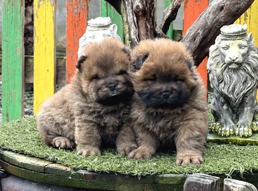 Chow Chow Üst Kalite Yavrular görsel