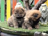 Chow Chow Üst Kalite Yavrular