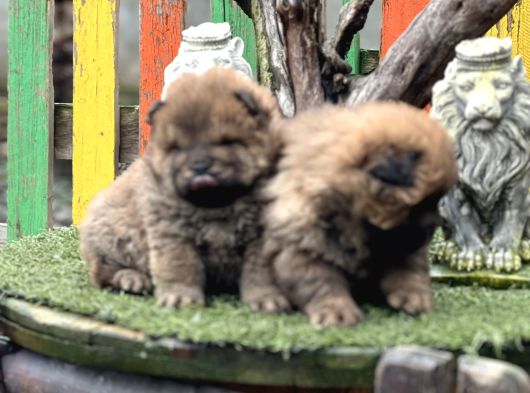 Chow Chow Üst Kalite Yavrular görsel