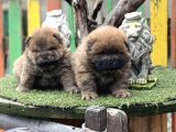 Chow Chow Üst Kalite Yavrular