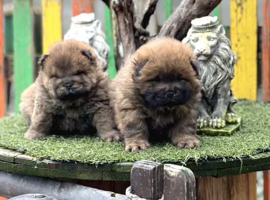 Chow Chow Üst Kalite Yavrular görsel