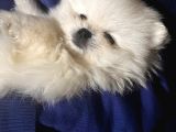 Nadir Denk Gelen Orjinal Kilo Garantili Pomeranian Boo Bebiş