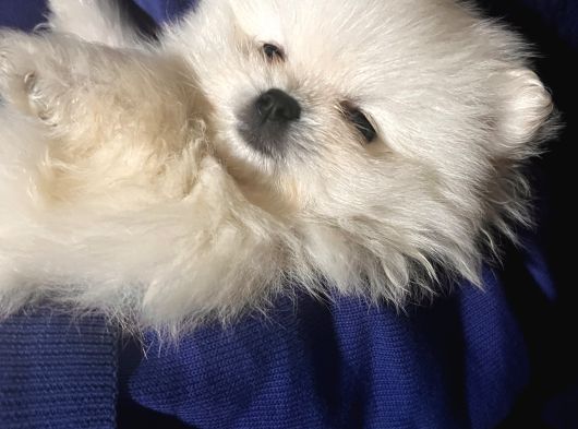 Nadir Denk Gelen Orjinal Kilo Garantili Pomeranian Boo Bebiş görsel