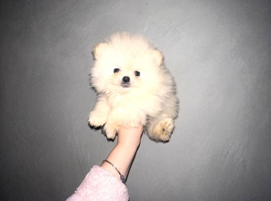 Nadir Denk Gelen Orjinal Kilo Garantili Pomeranian Boo Bebiş görsel