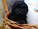 Nadir Parlak Siyah Toy Poodle