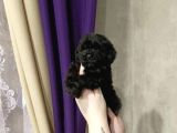 Nadir Parlak Siyah Toy Poodle
