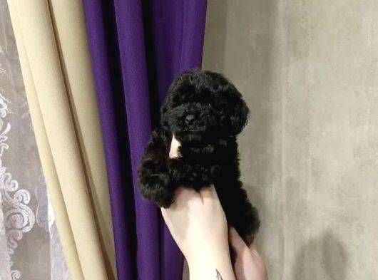Nadir Parlak Siyah Toy Poodle görsel