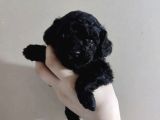 Nadir Parlak Siyah Toy Poodle
