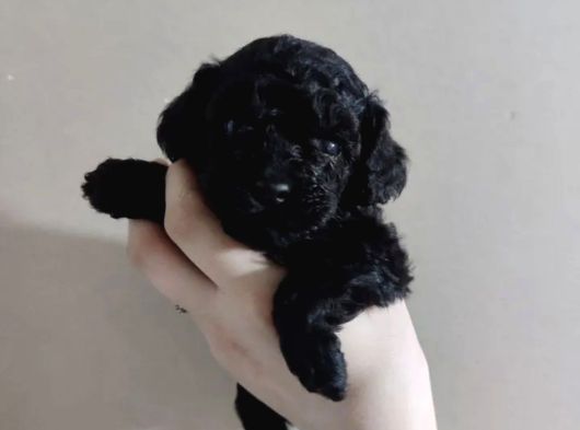 Nadir Parlak Siyah Toy Poodle görsel