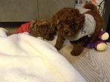 Ev Ortamında Bakılan Ped Eğitimli Aşılı Toy Poodle