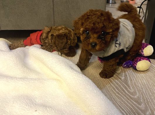 Ev Ortamında Bakılan Ped Eğitimli Aşılı Toy Poodle görsel