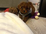 Ev Ortamında Bakılan Ped Eğitimli Aşılı Toy Poodle