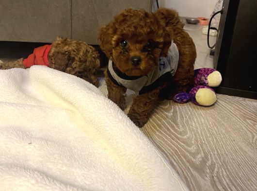 Ev Ortamında Bakılan Ped Eğitimli Aşılı Toy Poodle görsel