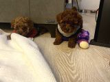 Ev Ortamında Bakılan Ped Eğitimli Aşılı Toy Poodle