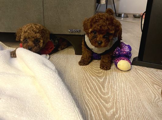 Ev Ortamında Bakılan Ped Eğitimli Aşılı Toy Poodle görsel