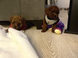 Ev Ortamında Bakılan Ped Eğitimli Aşılı Toy Poodle