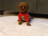 Ev ortamında bakılan ped eğitimli aşılı toy poodle