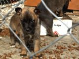 BLUE BELÇİKA MALINOIS YAVRULARI