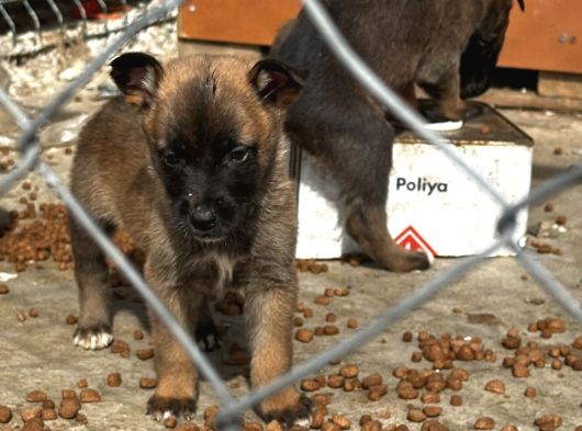 Blue Belçi̇ka Malinois Yavrulari