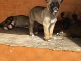 Blue Belçi̇ka Malinois Yavrulari