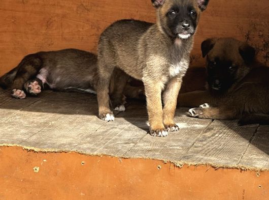 Blue Belçi̇ka Malinois Yavrulari görsel