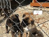 Blue Belçi̇ka Malinois Yavrulari