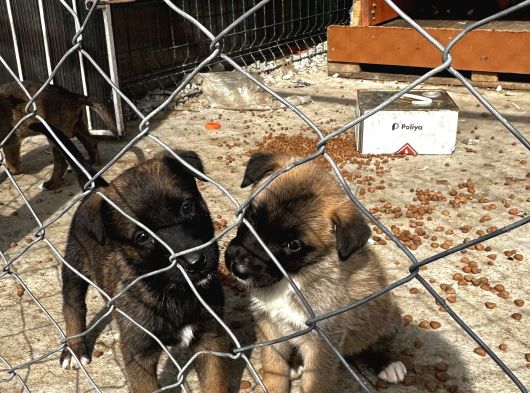 Blue Belçi̇ka Malinois Yavrulari görsel