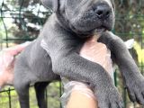 Heybeti İle Dikkatleri Üzerine Çekecek Cane Corso Yavrular