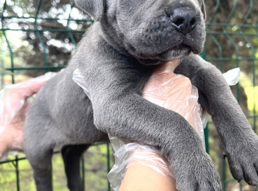 Heybeti İle Dikkatleri Üzerine Çekecek Cane Corso Yavrular görsel