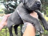 Heybeti İle Dikkatleri Üzerine Çekecek Cane Corso Yavrular