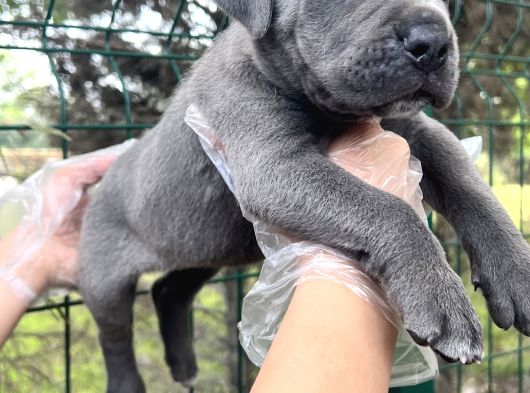 Heybeti İle Dikkatleri Üzerine Çekecek Cane Corso Yavrular görsel