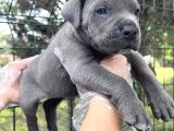 Heybeti İle Dikkatleri Üzerine Çekecek Cane Corso Yavrular