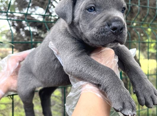Heybeti İle Dikkatleri Üzerine Çekecek Cane Corso Yavrular görsel