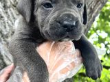 Heybeti İle Dikkatleri Üzerine Çekecek Cane Corso Yavrular