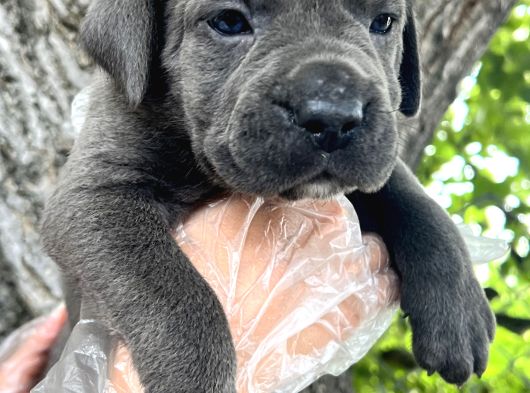Heybeti İle Dikkatleri Üzerine Çekecek Cane Corso Yavrular görsel