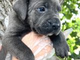heybeti İle dikkatleri Üzerine Çekecek Cane corso Yavrular
