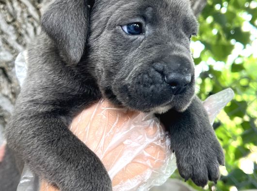 Heybeti İle Dikkatleri Üzerine Çekecek Cane Corso Yavrular