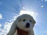 2 Aylık Samoyed Yavrularımız