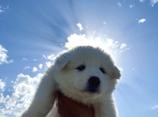 2 Aylık Samoyed Yavrularımız görsel