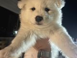 2 Aylık Samoyed Yavrularımız
