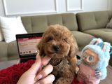 Bebek Suratlı Toypoodle Rio
