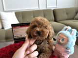 Bebek Suratlı Toypoodle Rio