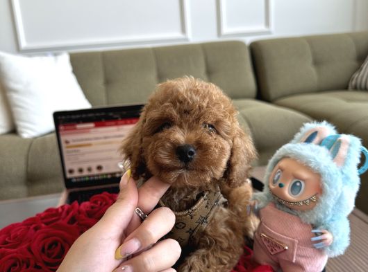 Bebek Suratlı Toypoodle Rio görsel