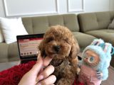 Bebek suratlı Toypoodle Rio
