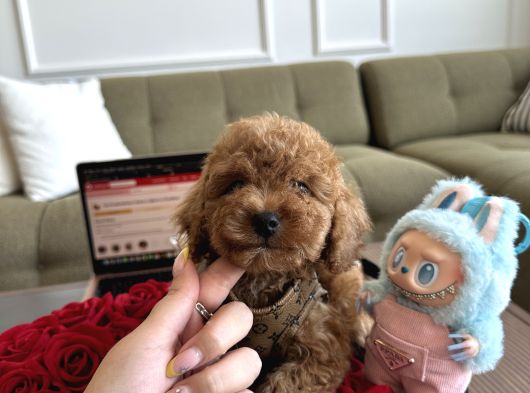 Bebek Suratlı Toypoodle Rio