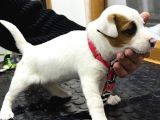 A Kalite Anne Scr Li Jack Russel