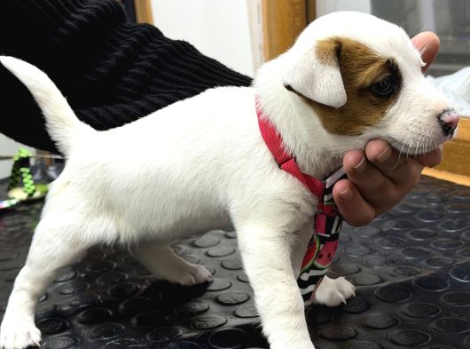 A Kalite Anne Scr Li Jack Russel görsel