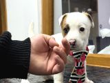 A Kalite Anne Scr Li Jack Russel
